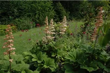 Rodgersia aesculifolia, gen. 1 Liter Topf 