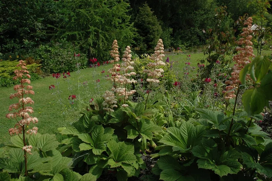 Rodgersia aesculifolia, gen. 1 Liter Topf 