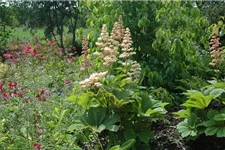 Rodgersia aesculifolia, gen. 1 Liter Topf 