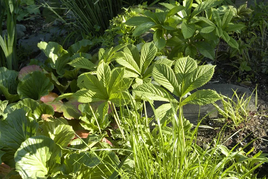 Rodgersia aesculifolia, gen. 1 Liter Topf 