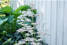 Rodgersia aesculifolia, gen. 1 Liter Topf 