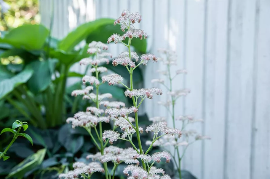 Rodgersia aesculifolia, gen. 1 Liter Topf 