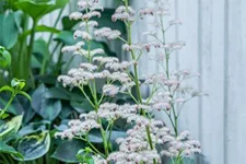 Rodgersia aesculifolia, gen. 1 Liter Topf 