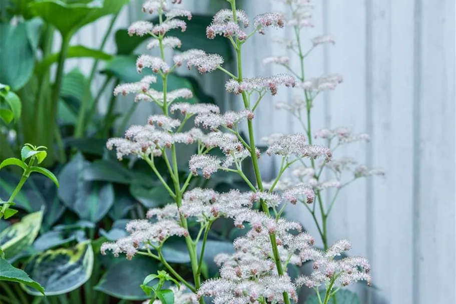 Rodgersia aesculifolia, gen. 1 Liter Topf 