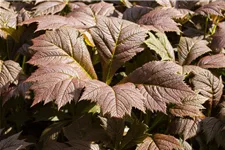 Rodgersia podophylla 'Rotlaub' 1 Liter Topf 