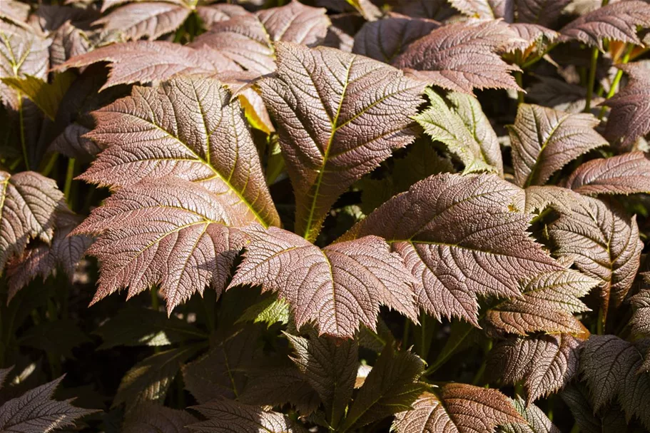 Rodgersia podophylla 'Rotlaub' 1 Liter Topf 