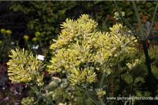 Thalictrum flavum ssp.glaucum 9 x 9 cm Topf 0,5 Liter 