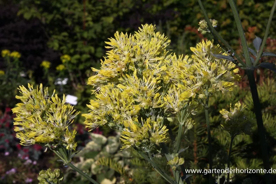 Thalictrum flavum ssp.glaucum 9 x 9 cm Topf 0,5 Liter 