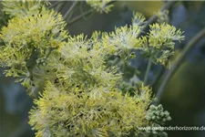 Thalictrum flavum ssp.glaucum 9 x 9 cm Topf 0,5 Liter 