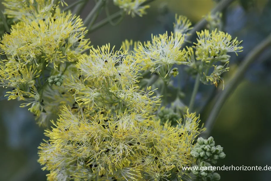 Thalictrum flavum ssp.glaucum 9 x 9 cm Topf 0,5 Liter 