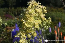 Thalictrum flavum ssp.glaucum 9 x 9 cm Topf 0,5 Liter 