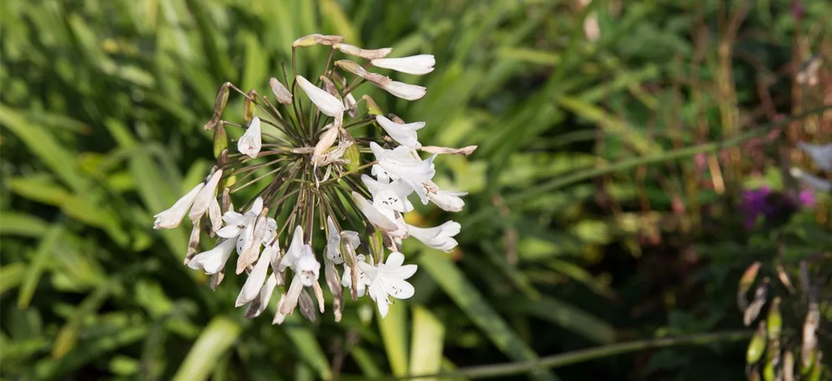 Agapanthus africanus 'Polar Ice' 9 x 9 cm Topf 0,5 Liter 