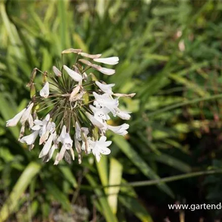 Agapanthus africanus 'Polar Ice'