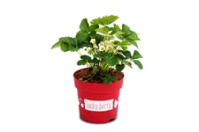 4-Monatserdbeere 'Lucky Berry'® Topfgröße 4,6 Liter / Höhe 40-50cm