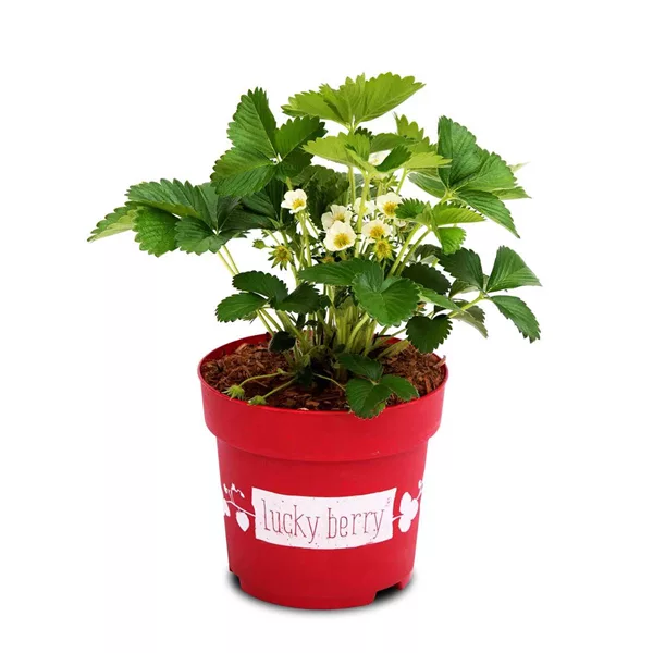 4-Monatserdbeere 'Lucky Berry'®