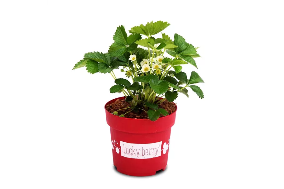 4-Monatserdbeere 'Lucky Berry'® Topfgröße 4,6 Liter / Höhe 40-50cm