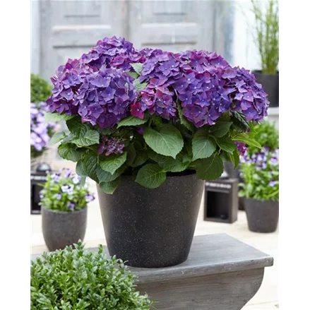 Bauernhortensie 'Forever & Ever'®, violett