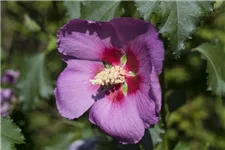 Garteneibisch 'Big Hibiskiss'® Topfgröße 3,4 Liter