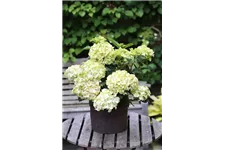 Gartenhortensie 'Magical Noblesse'® Topfgröße 5 Liter (ohne Blüten)