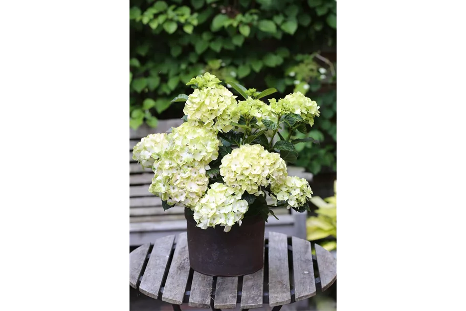 Gartenhortensie 'Magical Noblesse'® Topfgröße 5 Liter (ohne Blüten)