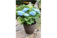 Hortensie 'Magical Revolution'® Topfgröße 5 Liter (knospig)