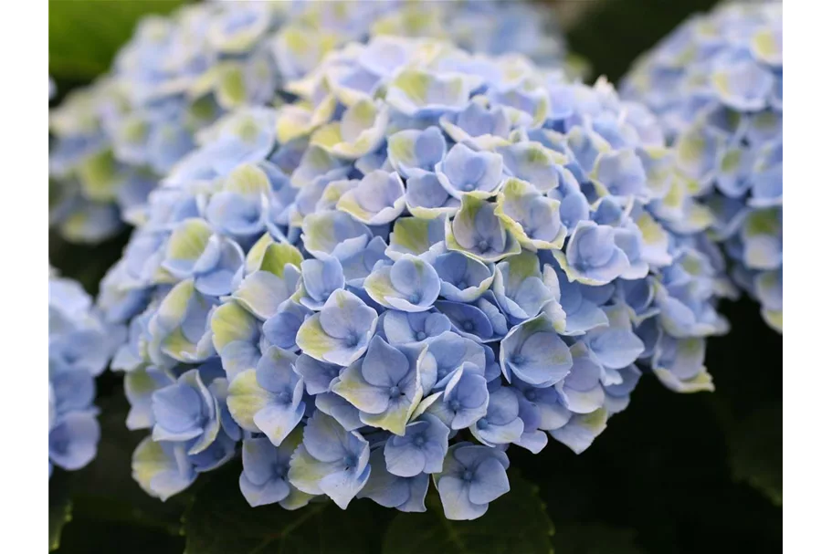 Hortensie 'Magical Revolution'® Topfgröße 5 Liter (knospig)