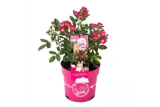 Mini-Gartenrose 'Rosy Boom'® Topfgröße 6 Liter