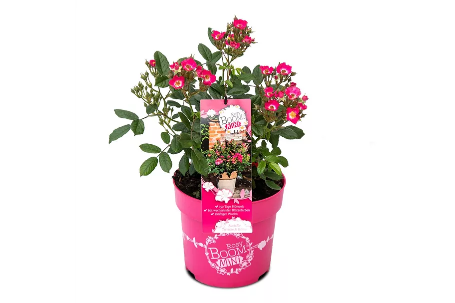 Mini-Gartenrose 'Rosy Boom'® Topfgröße 6 Liter