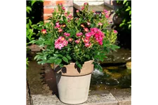 Mini-Gartenrose 'Rosy Boom'® Topfgröße 6 Liter