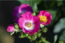 Mini-Gartenrose 'Rosy Boom'® Topfgröße 6 Liter