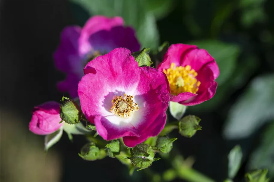 Mini-Gartenrose 'Rosy Boom'® Topfgröße 6 Liter