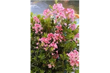 Rhododendron 'Bloombux® Magenta' Topfgröße 2 Liter