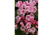 Rhododendron 'Bloombux® Magenta' Topfgröße 2 Liter