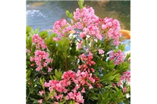 Rhododendron 'Bloombux® Nugget' Topfgröße 10,5cm / 5er-Set