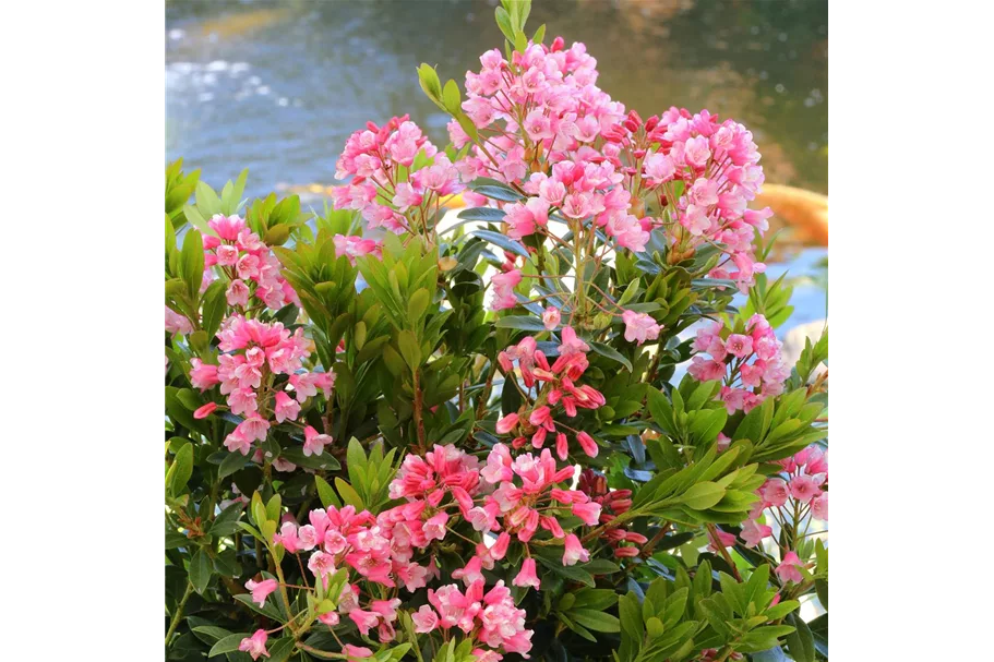 Rhododendron 'Bloombux® Nugget' Topfgröße 10,5cm / 5er-Set