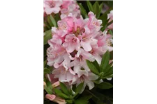 Rhododendron 'Bloombux® Pink' Kugel, Topfgröße 5 Liter / Höhe 25-30cm