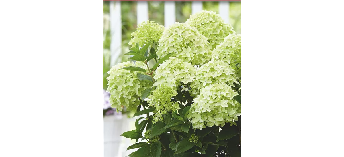 Rispenhortensie 'Whitelight'® Topfgröße 6 Liter, grün Dekor