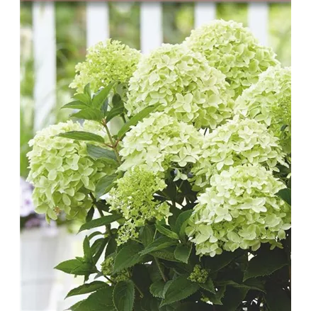 Rispenhortensie 'Whitelight'®