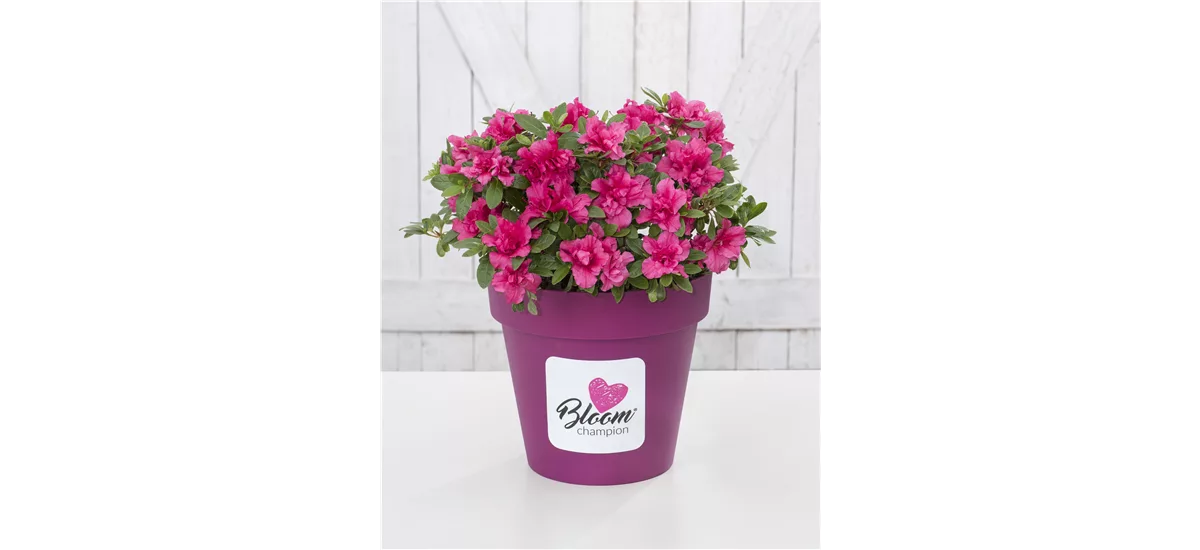 Dauerblühende Azalee 'BloomChampion Purple' Topfgröße 3 Liter / Höhe 25-30cm