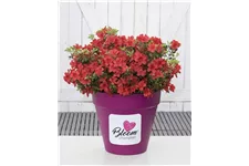 Dauerblühende Azalee 'BloomChampion Red' Topfgröße 3 Liter / Höhe 25-30cm