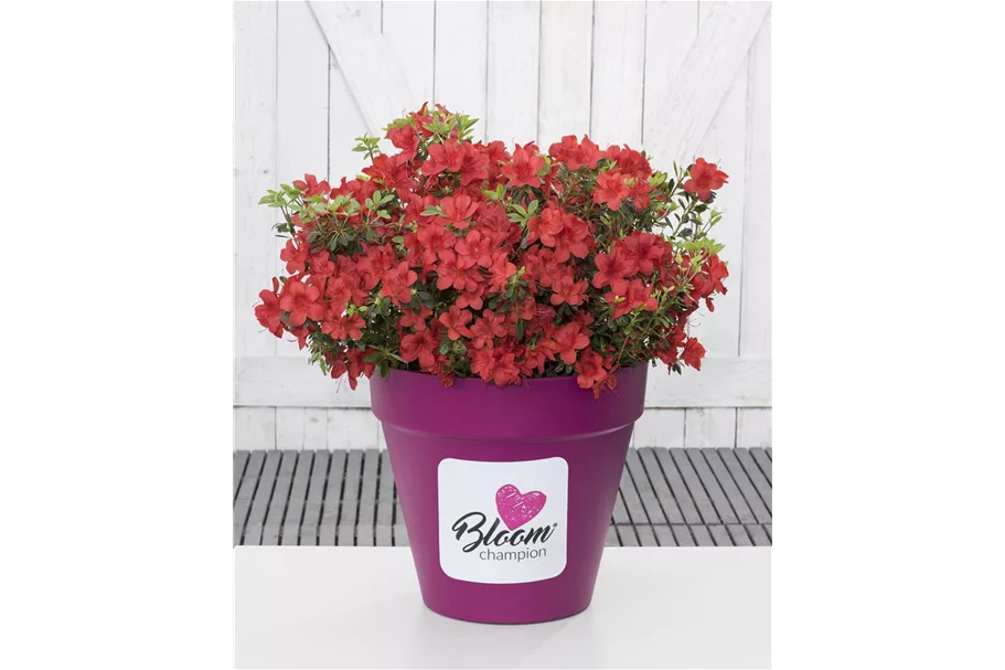 Dauerblühende Azalee 'BloomChampion Red' Topfgröße 3 Liter / Höhe 25-30cm