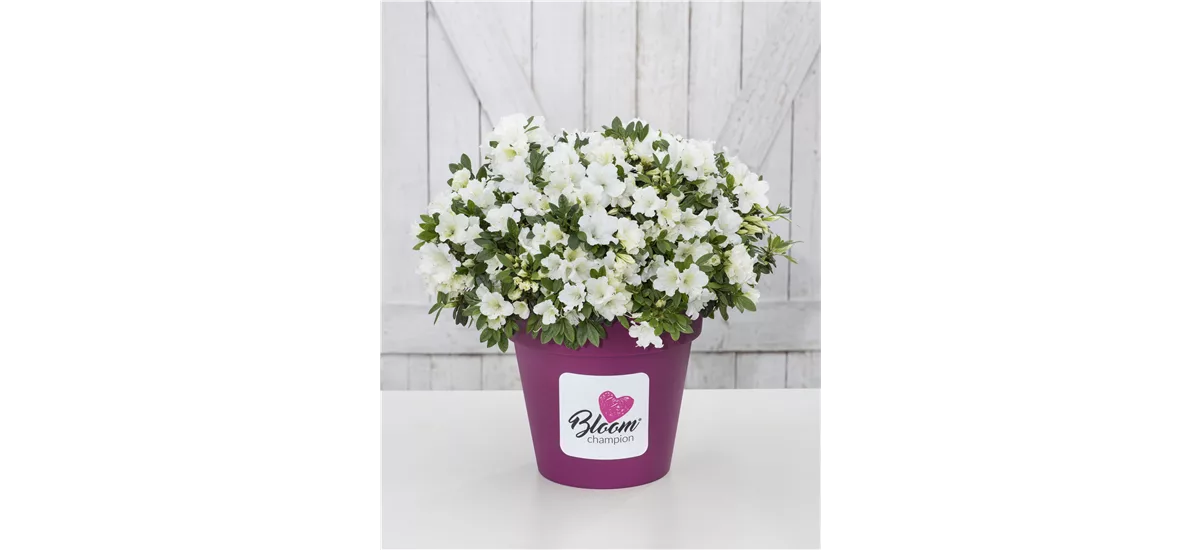 Dauerblühende Azalee 'BloomChampion White' Topfgröße 3 Liter / Höhe 25-30cm