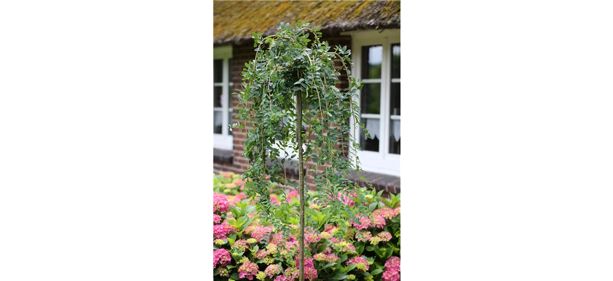 Hängender Erbsenstrauch 'Pendula' 120-er Stamm, Topfgröße 16,5 Liter