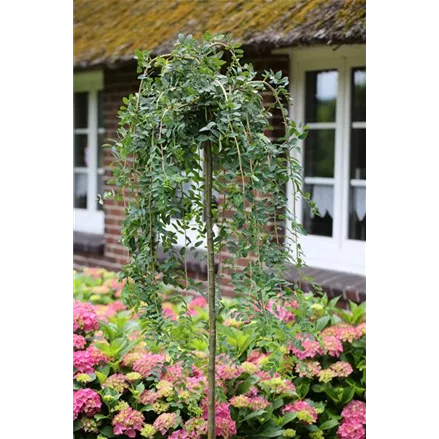 Hängender Erbsenstrauch 'Pendula'