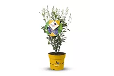 Felsenbirne 'Saskatoon Berry'® Topfgröße 4,6 Liter / Höhe 40-60cm