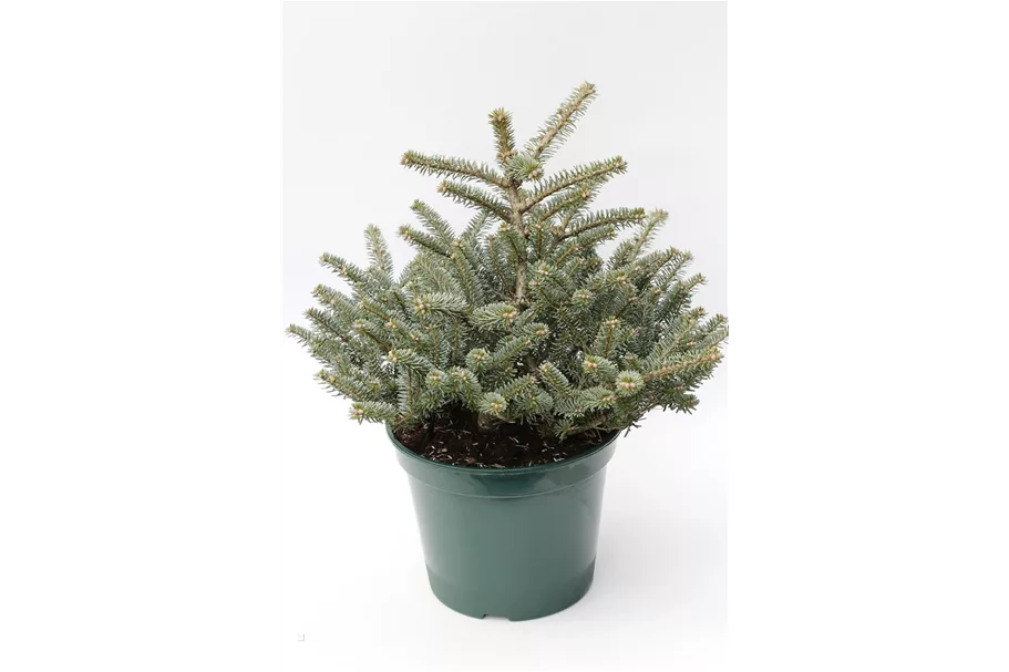 Koreatanne 'Blue Emperor' Topfgröße 5 Liter / Höhe 30-40cm