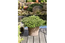 Koreatanne 'Green Carpet' Container / Höhe 40-50cm