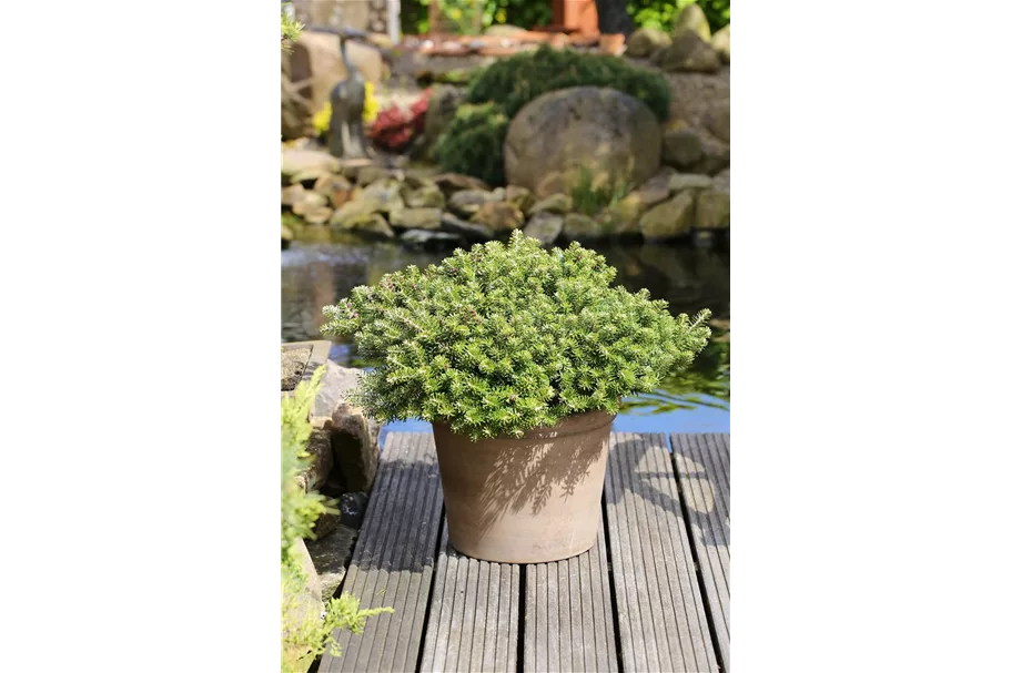 Koreatanne 'Green Carpet' Container / Höhe 40-50cm