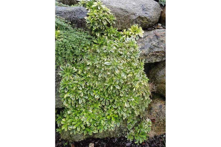 Kleine Garten-Gänsekresse 'Old Gold'