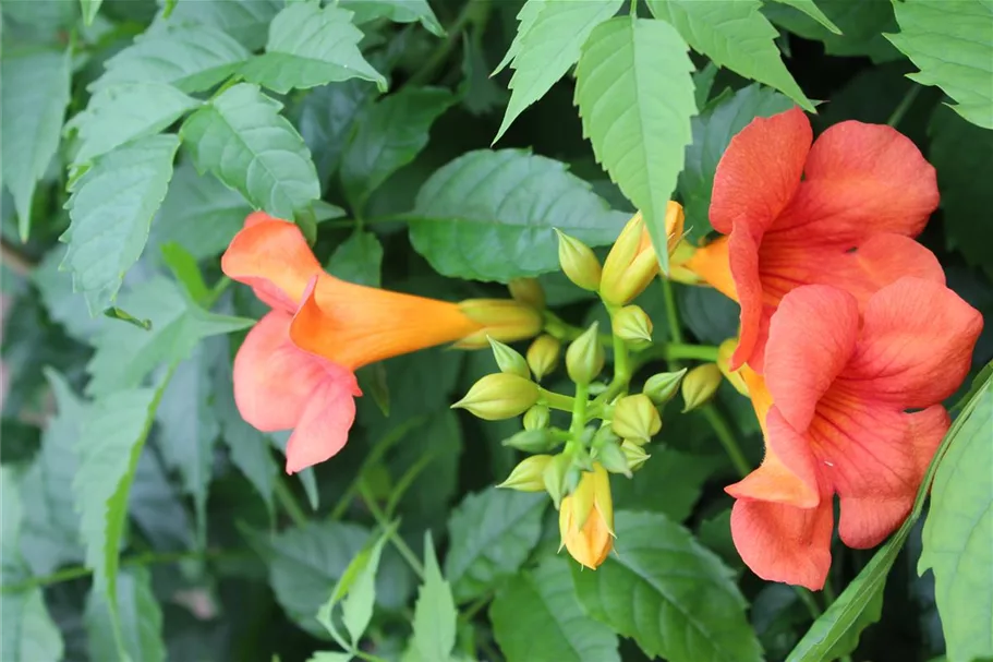 Rote Kletter-Trompetenblume